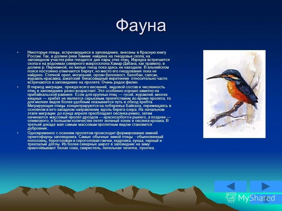 тиссовая синица parus varius. поведение зимующей вороны. байкальский заповедник презентация фауна. Balearica pavonina. всех птиц встречающихся в этих местах не.