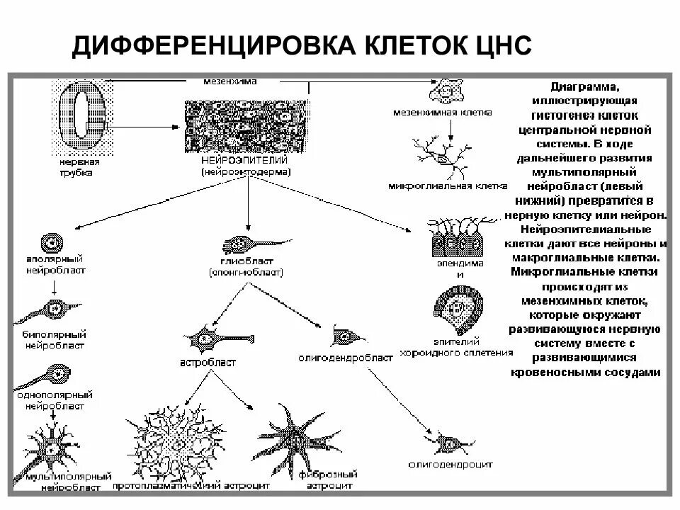 Процесс дифференцировки клеток. Гистогенез нервной ткани схема. Дифференцировка клеток схема. Дифференциация клеток.