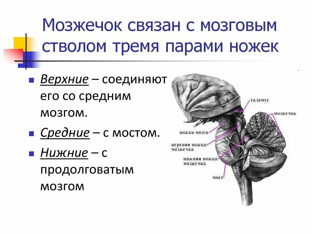 Ножки мозжечка анатомия строение. Отделы головного мозга, которые соединяют нижние ножки мозжечка. Верхние ножки мозжечка анатомия. Средний мозг связан с мозжечком.