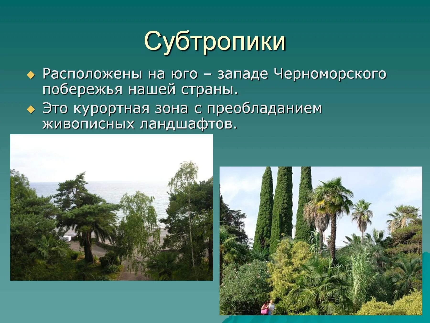 Природная зона сочи 4 класс. Субтропики Черноморского побережья Кавказа. Климат субтропиков Черноморского побережья. Субтропики природная зона. Природные зоны России субтропики.