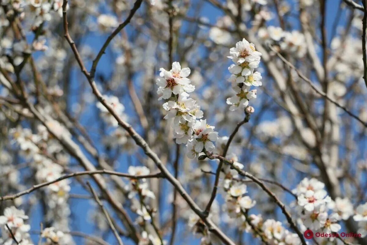 Цветёт абрикос в Донецке. Цветущее абрикосовое дерево. Цветущие деревья в Одессе. Абрикосовое дерево цветущее белый.