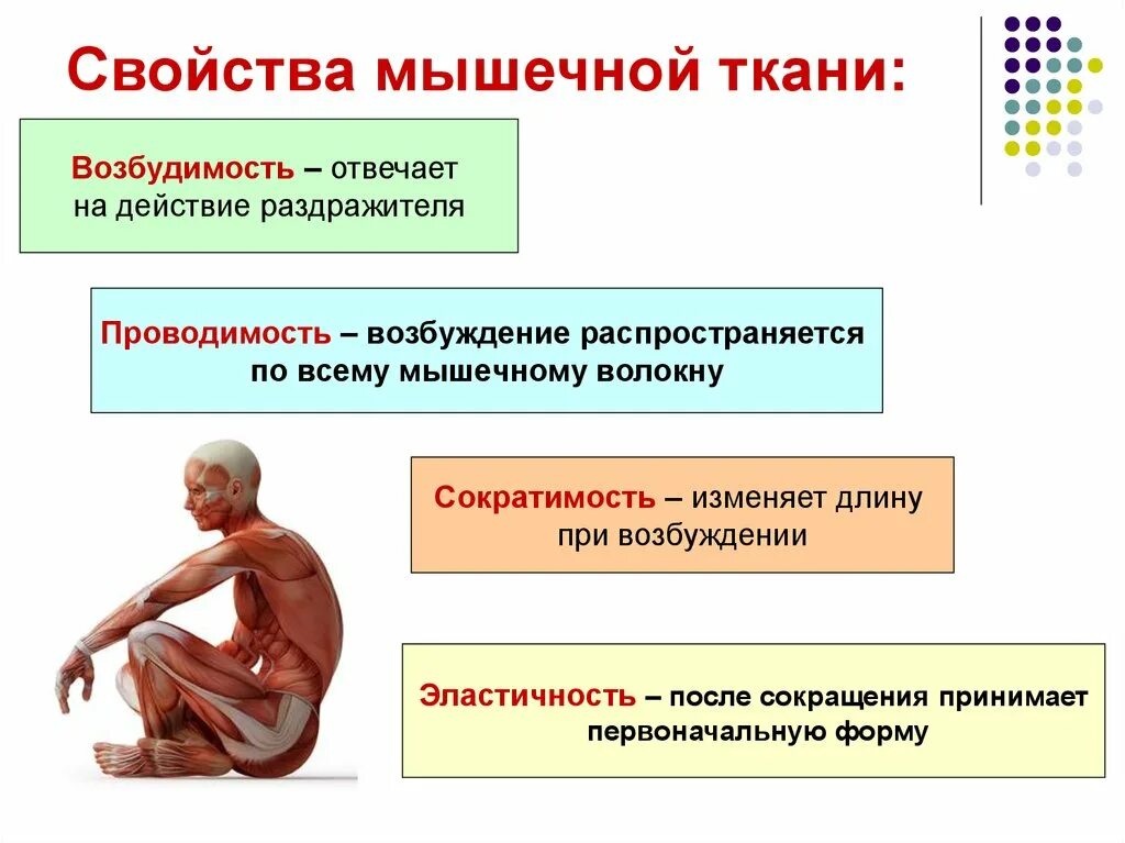 Возбудимость и сократимость мышечной ткани. Свойства мышечной ткани. Общие свойства мышечных тканей. Основные свойства мышечной ткани. Характеристика мышечной ткани.