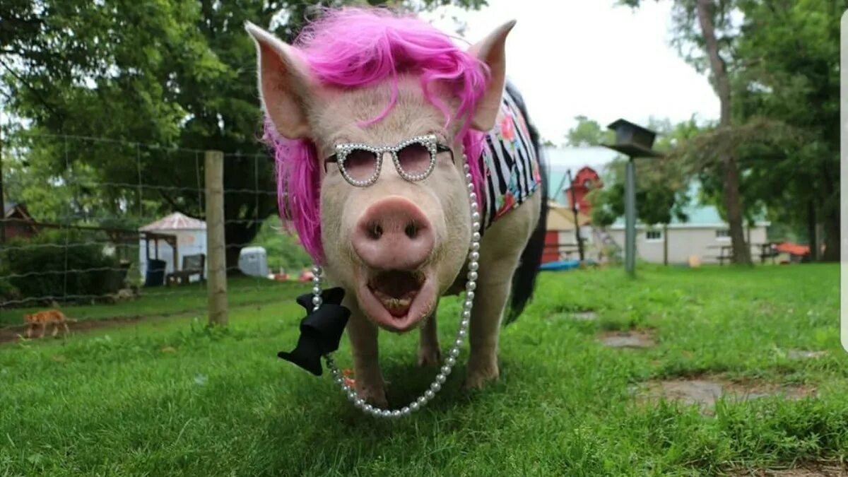 Pig me. Поросенок пухля. Piggies in a teacup black. Gravity falls пухля. Гриффины поросенок.