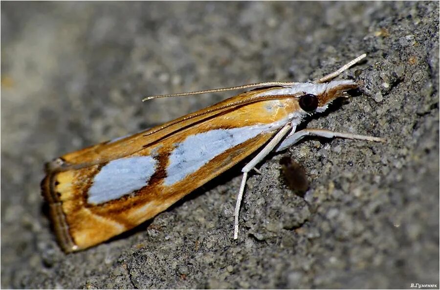 Огневка насекомое. Бабочка огневка травянка Catoptria Pinella. Огневка Crambus. Бабочка огневка травянка Catoptria permutatella.