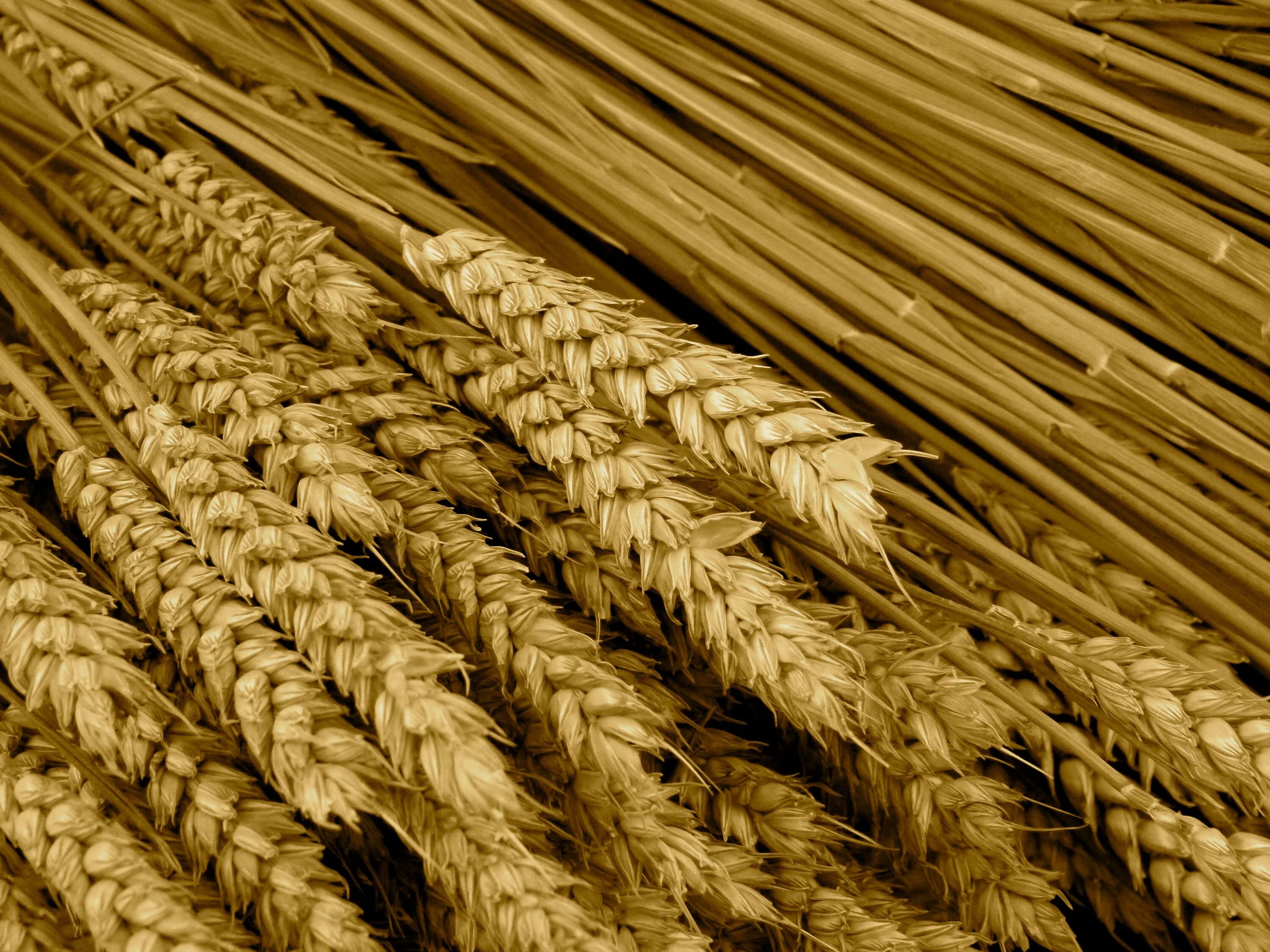 Пшеничная история. Пшеница. Пшеничный Колос. Зерновые культуры. Колос ячменя.