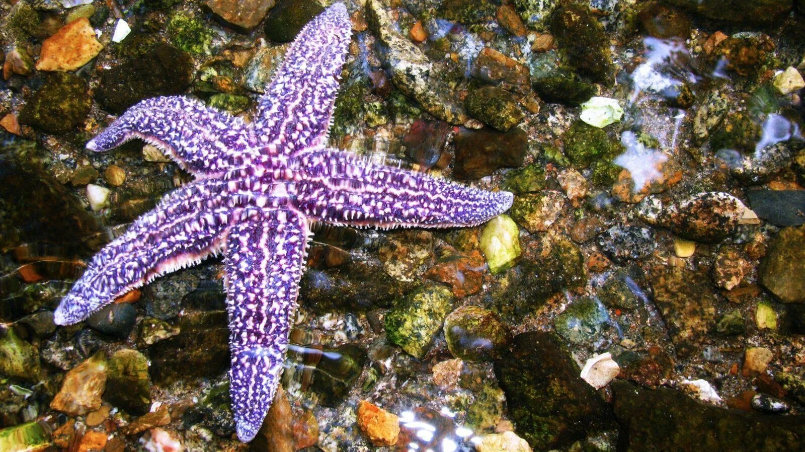 Фиолетовая морская звезда. Морская звезда lunckia columbiae. морская звезда зернистый кориастер. морская звезда очень красивая.