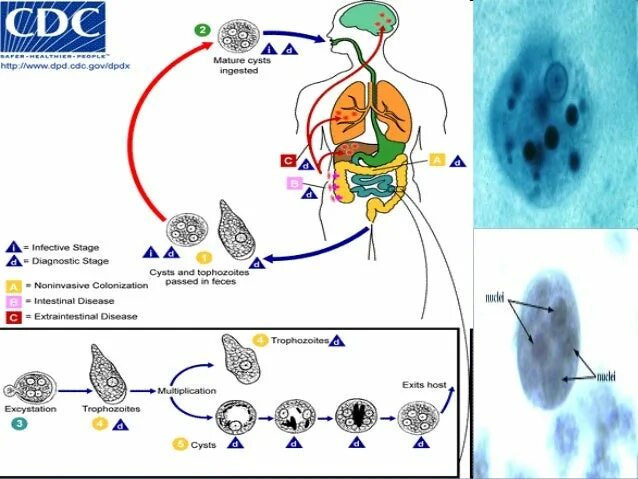 В каком организме происходит развитие дизентерийной амебы. Entamoeba histolytica жизненный цикл. Стадии жизненного цикла дизентерийной амебы. Жизненный цикл дизентерийной амебы схема. Жизненный цикл дизентерийной амёбы. (Entamoeba histolytica)..