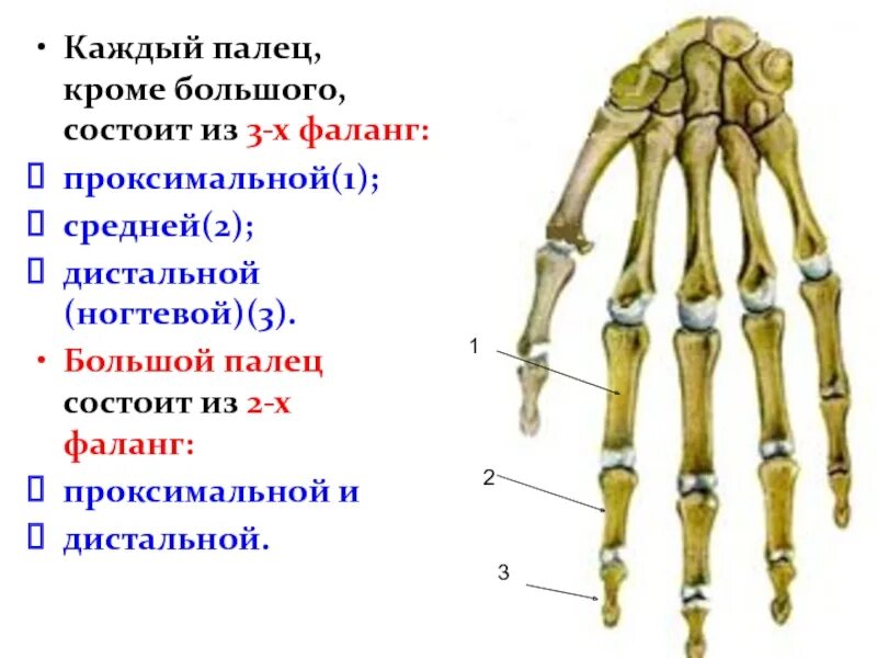 Анатомия дистальная фаланга 1 пальца стопы. Проксимальные межфаланговые суставы кисти. Проксимальная фаланга мизинца кисти. Рентгенодиагностика перелом кости. Проксимальный палец.