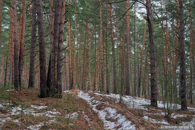 сосновый бор на оке. сосновый лес на оке. река обь сосоновый бор берег. сосновый лес на оке. бор сосновый лесное озеро.
