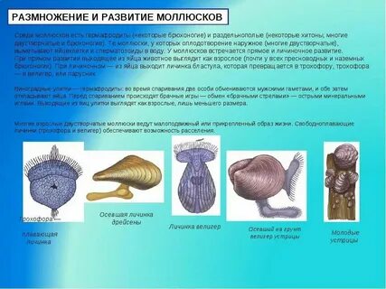Назовите способы размножения и особенности развития моллюсков