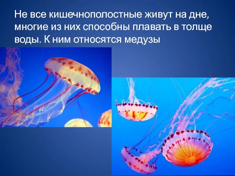 Презентация кишечнополостные 7 класс биология. Образ жизни сцифоидных медуз. класс сцифоидные медузы образ жизни. образ жизни кишечнополостных. кишечнополостные живут.