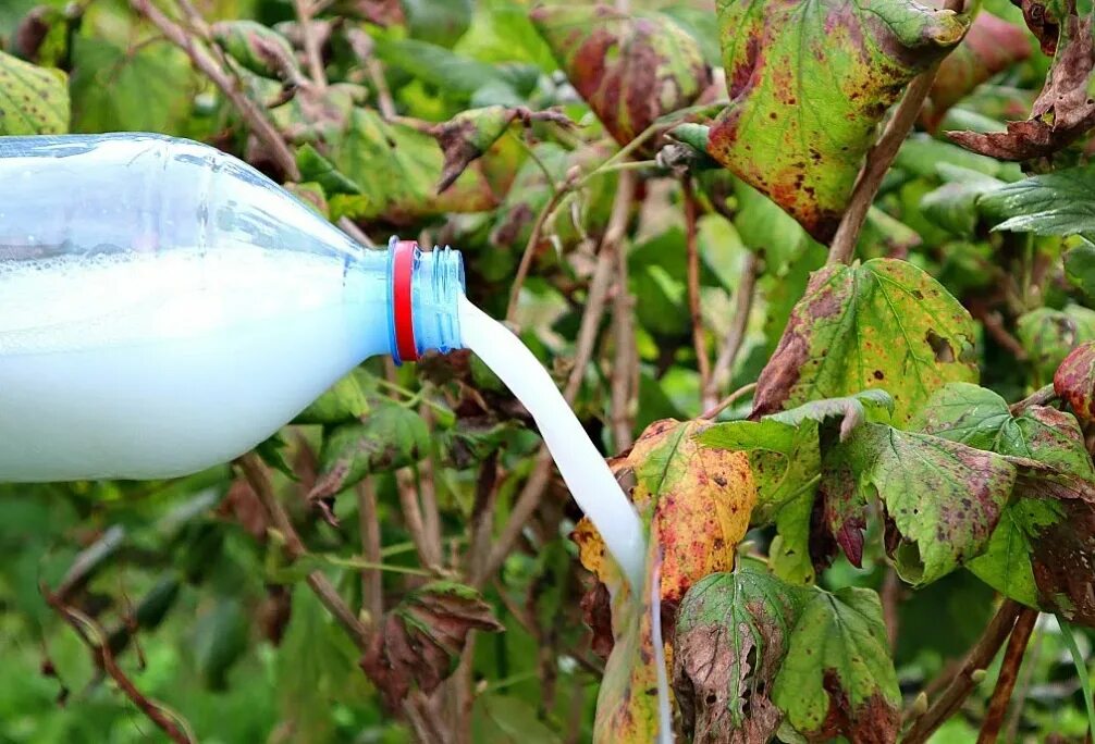 Кисель из крыжовника замороженного. Подкормка смородины крахмалом. Уход за смородиной таблица. Крахмал крыжовник. Мучнистая роса смородины.