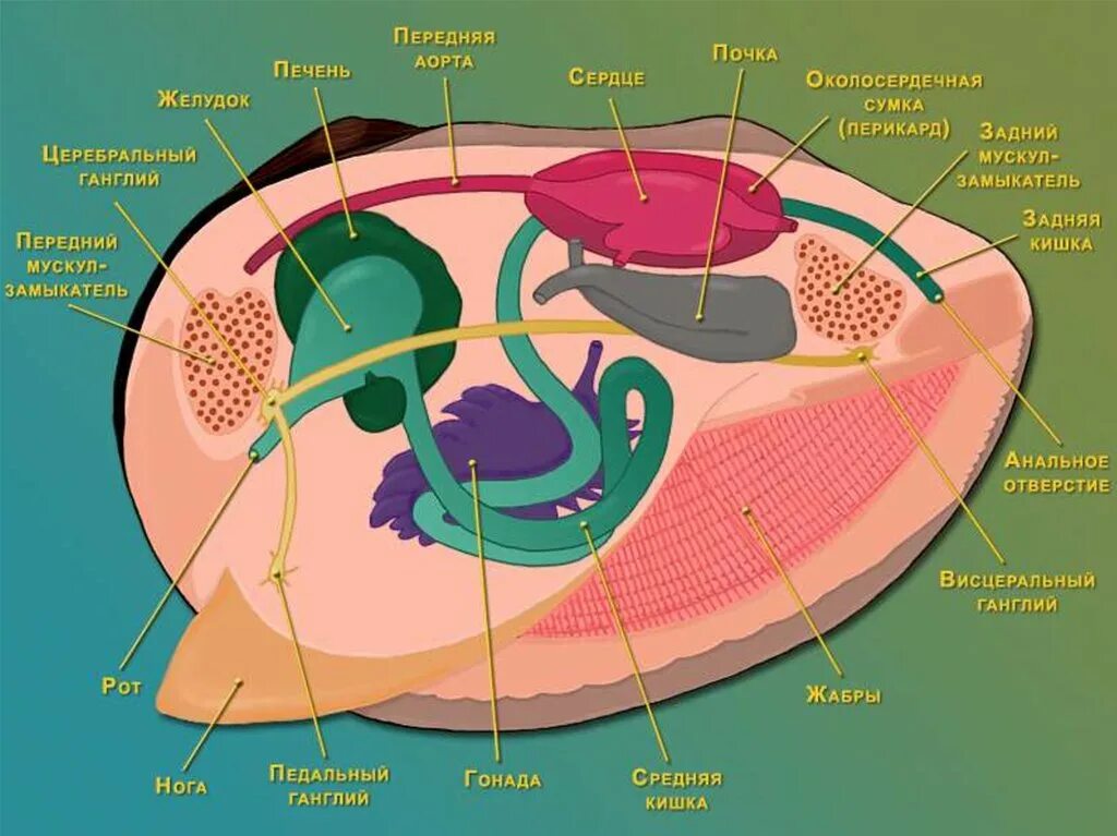 Органы строения моллюска. Беззубка моллюск внутреннее строение. Двустворчатые внутренние строение беззубки. Внешнее и внутреннее строение беззубки 7 класс. Внутреннее строение и системы двустворчатых моллюсков.