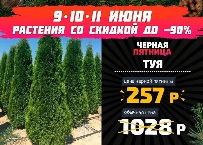 питомник саженцев экоплант