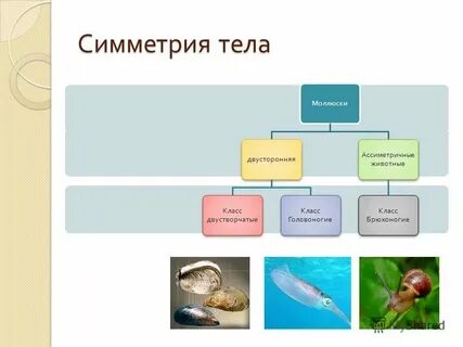 Симметрия тела двустворчатых моллюсков