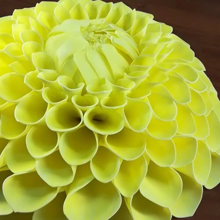 Георгин игольчатый изолон. Георгин игольчатый изолон. Георгин из изолона. Георгин с изолона. Мк георгин из изолона светильник.