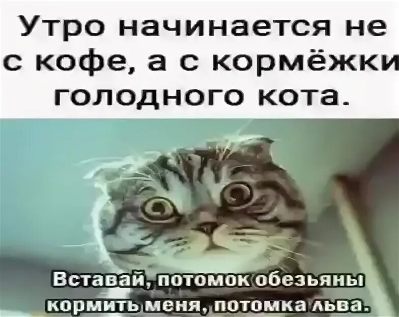 Утро начинается коты. Чучело-мяучело мультфильм 1982. Вставай потомок обезьяны кормить меня потомка льва. Уьр настнаеься с клрмещки кота. Кот мемы с надписями.