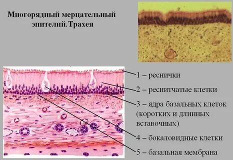 Для эпителиев характерно наличие