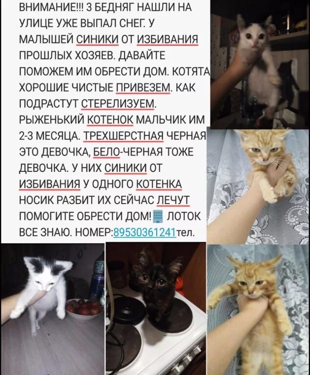 Объявления отдам котят в добрые. Объявления про котят. объявление отдам котят. красивые объявления о котятах. забавное объявление про котят.