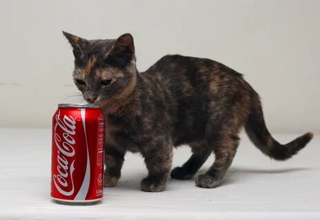 Самое маленькое кошачье
