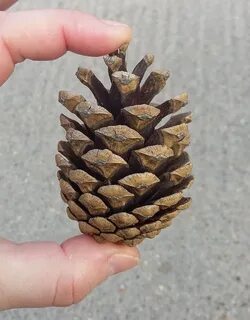 На руке на шишке растет