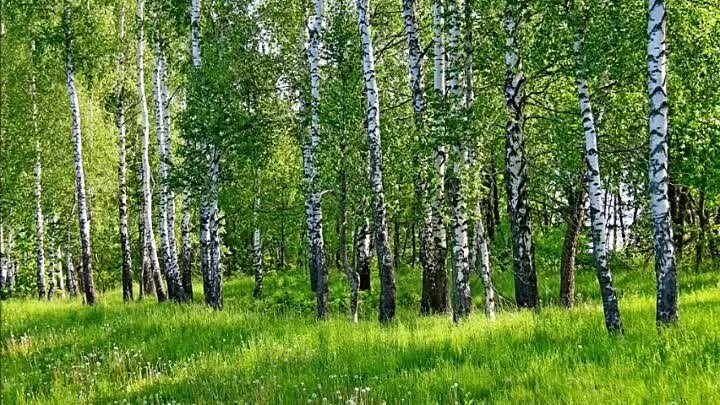 Березовая роща Удмуртия. Береза в Удмуртии. Березовый лес. Березовый лес и небо. Открой березки