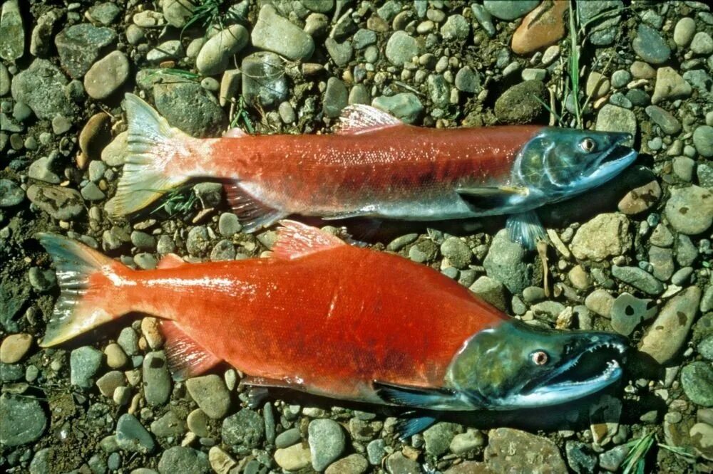 Красная рыба какую купить. Лосось нерка. Тихоокеанский лосось нерка. Нерка рыба красная. Нерка кокани.
