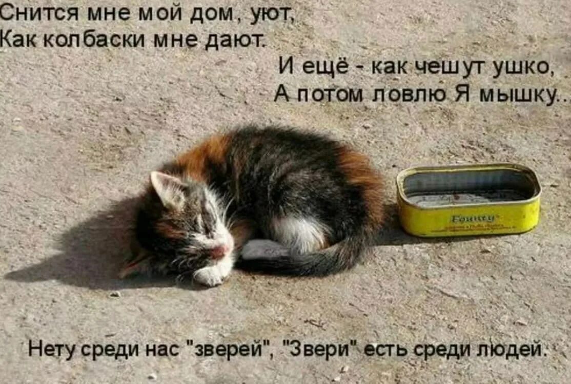 Бездомные котята с надписями. Стихи про брошенных котов. Стихи про бездомных кошек. Цитаты с бездомными животными.