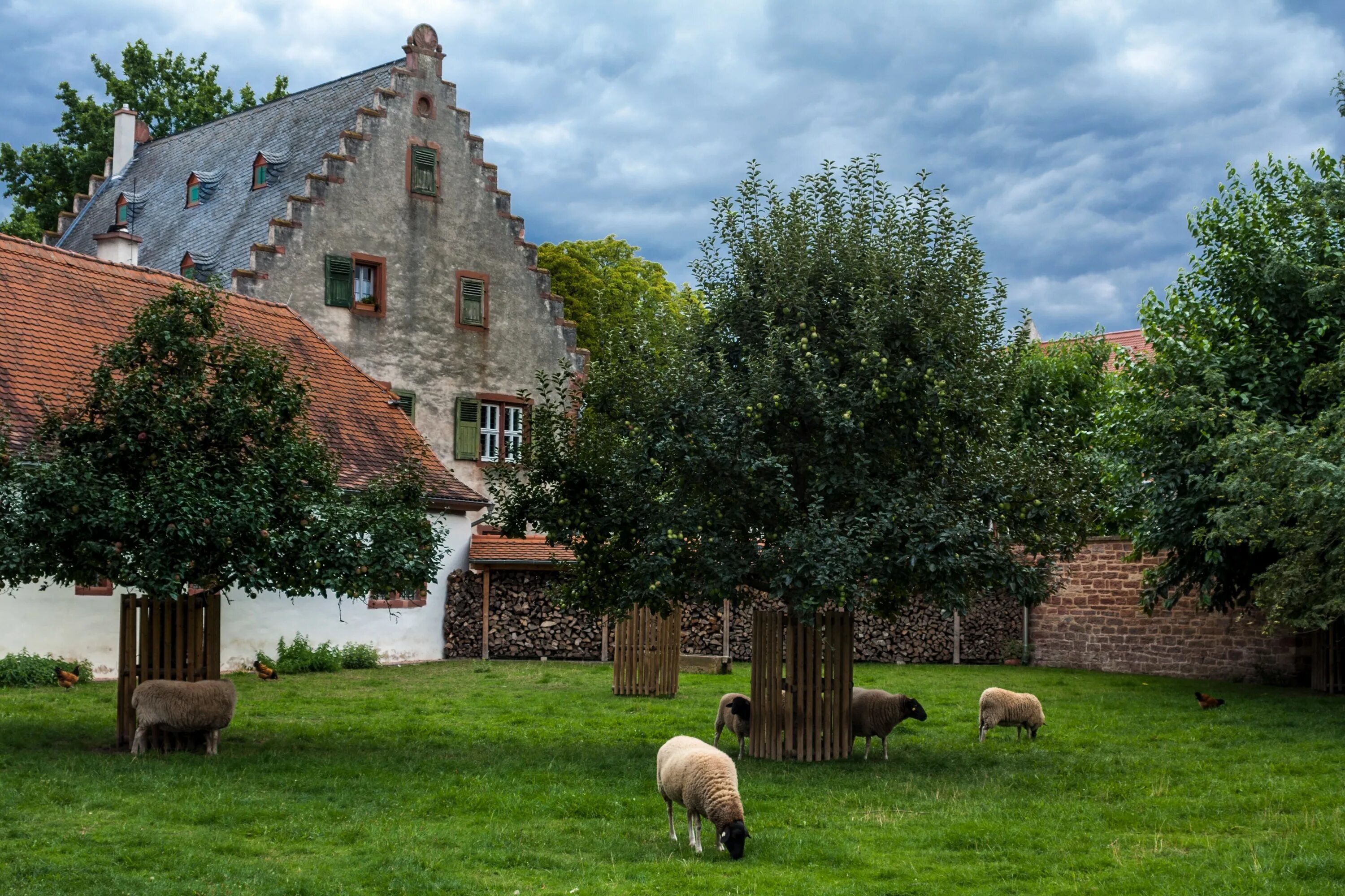 Tree sheep