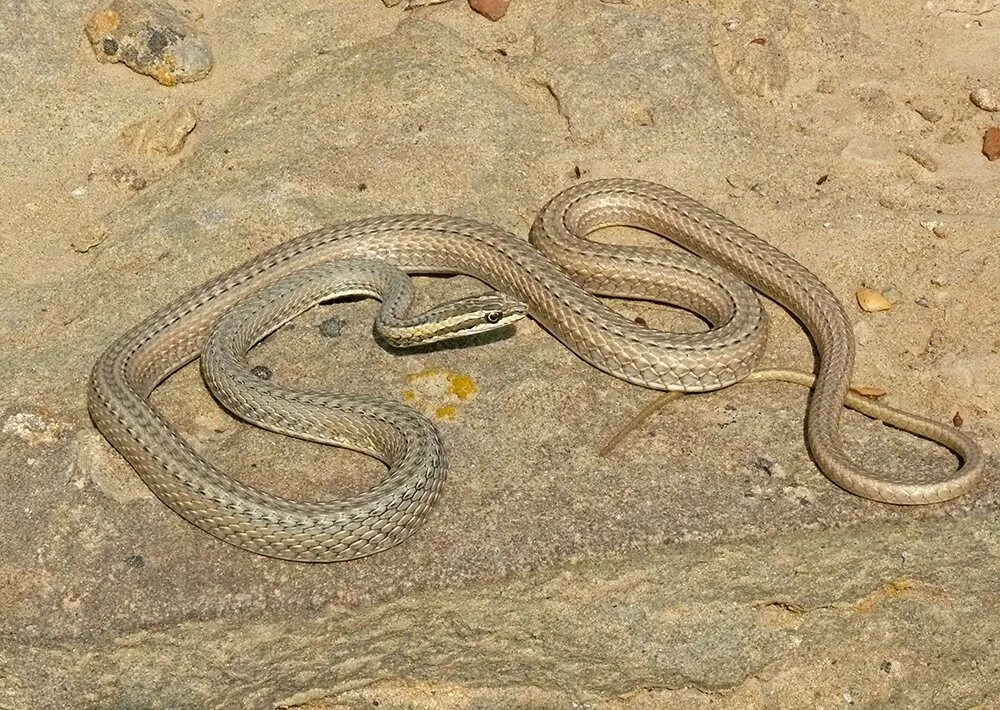 Гадюка казахстан степная. Степной удавчик. Hemorrhois ravergieri. Разноцветный полоз coluber ravergieri. Японский полоз elaphe japonica.