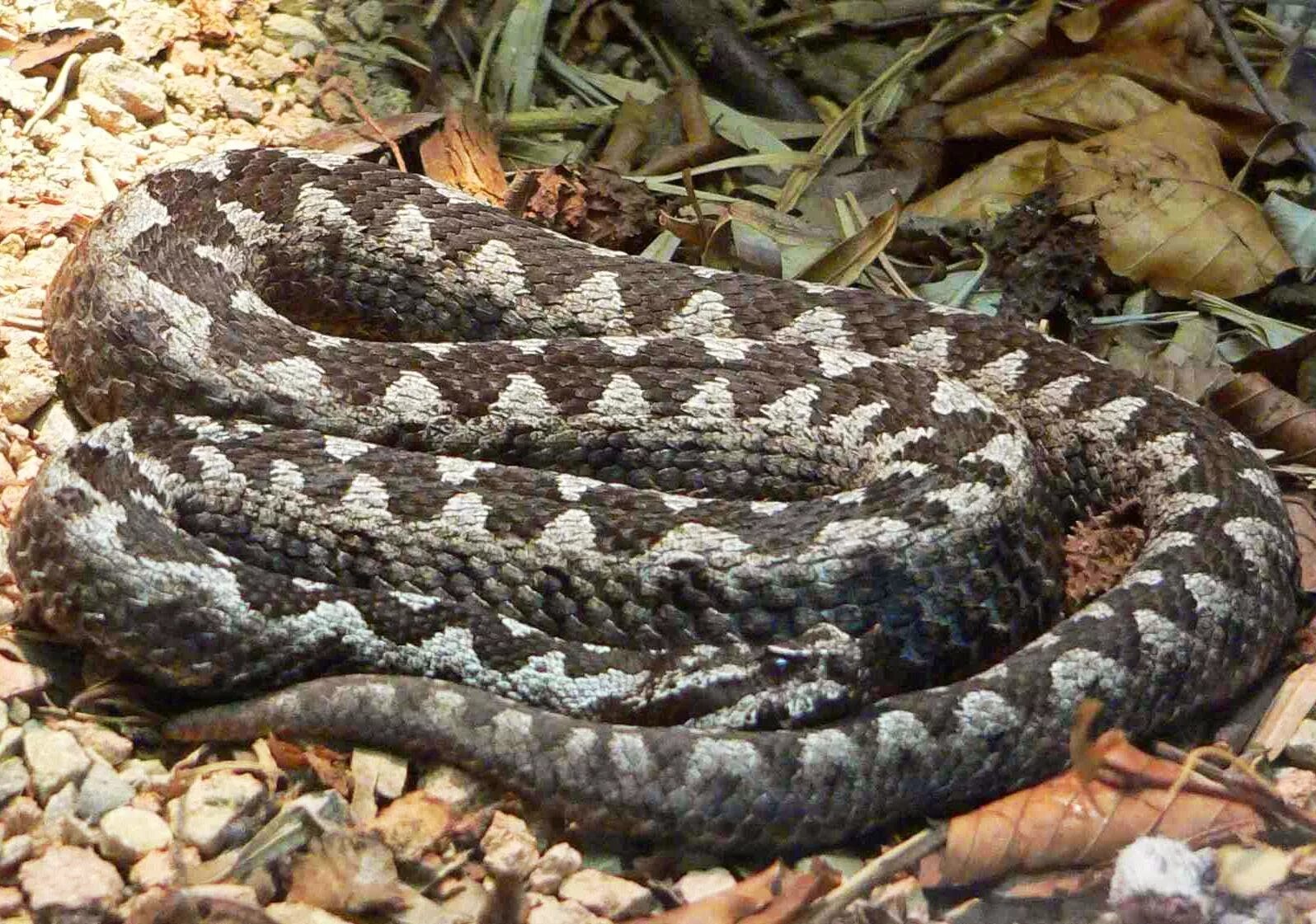 Гадюка орлов. Носатая гадюка Vipera ammodytes. Палестинская гадюка (Vipera Palaestinae). Гадюка серая с ромбиками. Гадюка Орлова.