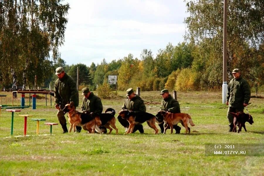 Кинологический питомник. Питомник собак в Крыму. Питомник собак Крым последние. Питомник Дмитров собаки.