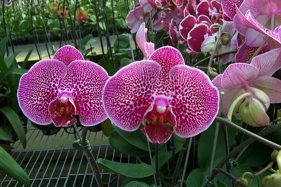Phal leopard. Фаленопсис leopard prince sogo. phal. leopard prince. фаленопсис taisuco leopard. сого вивьен орхидея.