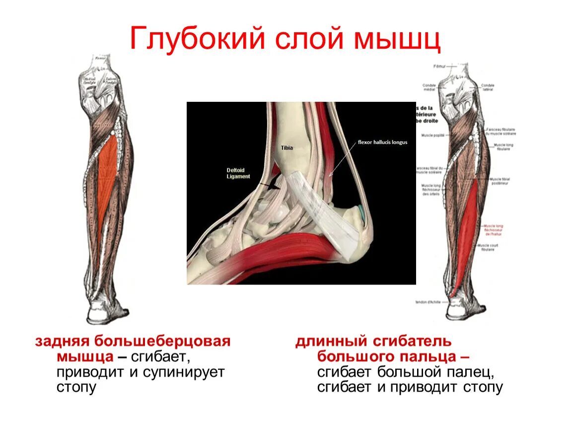 Длинный сгибатель стопы. Мышцы голени анатомия задняя. Задняя большеберцовая мышца голени. Задняя берцовая мышца функции. Задняя большеберцовая мышца функции.