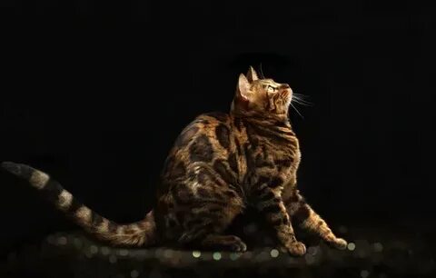 Ресейлік ана ұлын сексуалдық видео түсіруге көндірді.