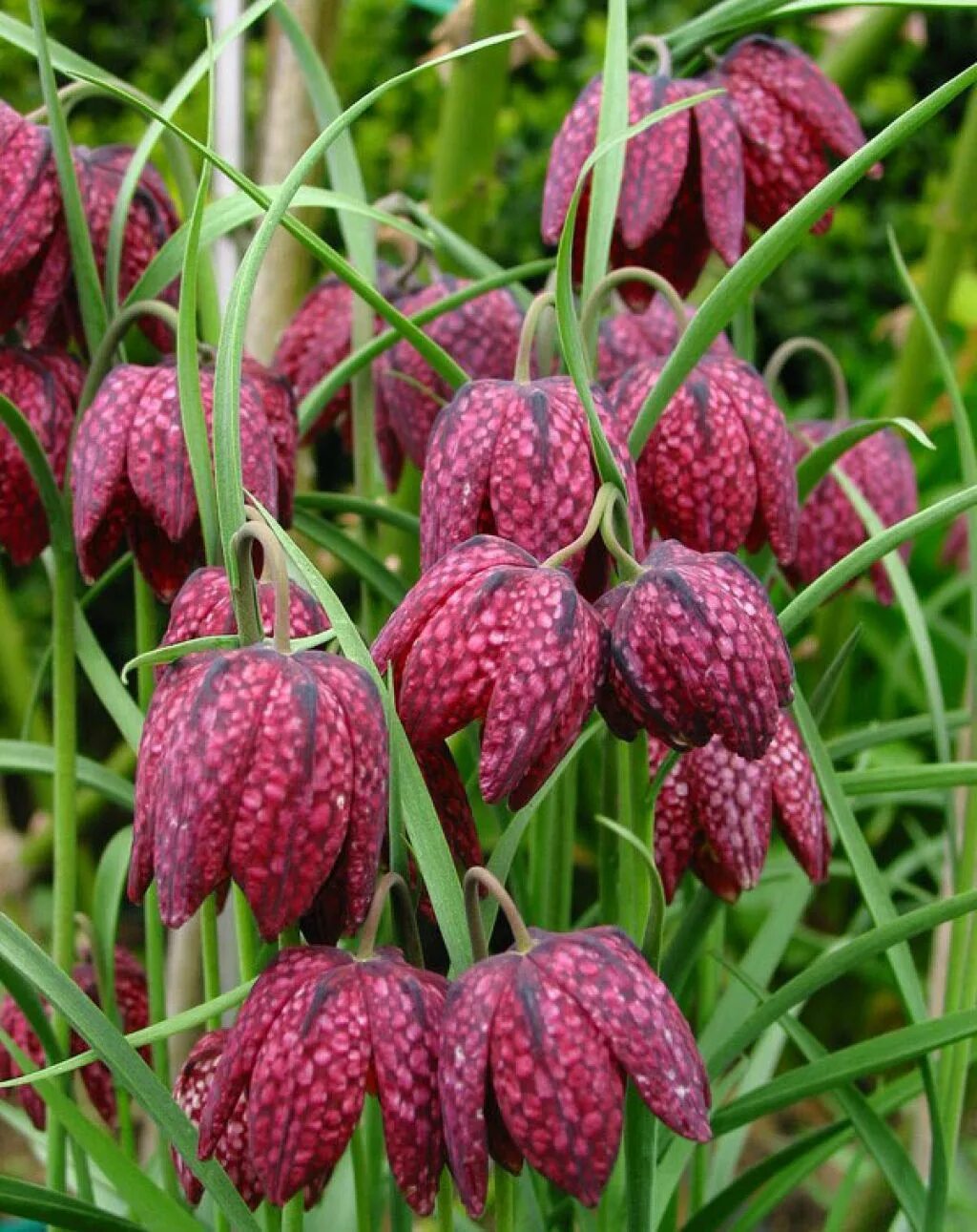 Царские растения. Рябчик шахматный Fritillaria meleagris. Рябчик (фритиллярия) мелеагрис. Рябчик Императорский шахматный.