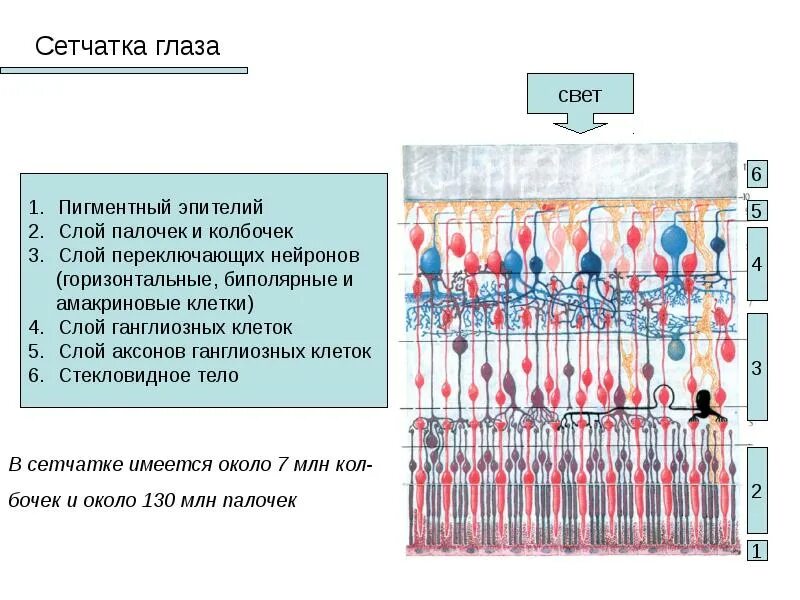 Микроскопическое строение сетчатки. Сетчатка глаза клетки биполярные. Строение сетчатки оболочки глаза. Слои сетчатки. Сетчатка размеры