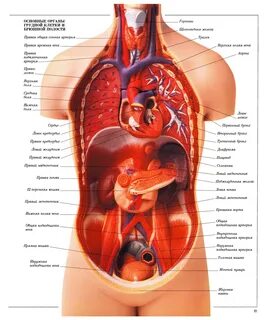 Расположение органов в человеке - Органы человека схема расположения с названиям