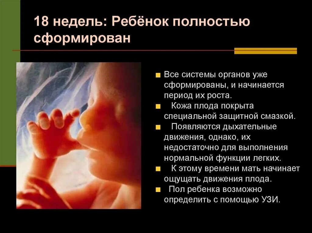 Замершая беременность 18 недель. 18 Недель беременности размер плода. Плод в 17-18 недель беременности размер плода. Ребенок на 17-18 неделе беременности. Ребёнок на 18 неделе беременности.