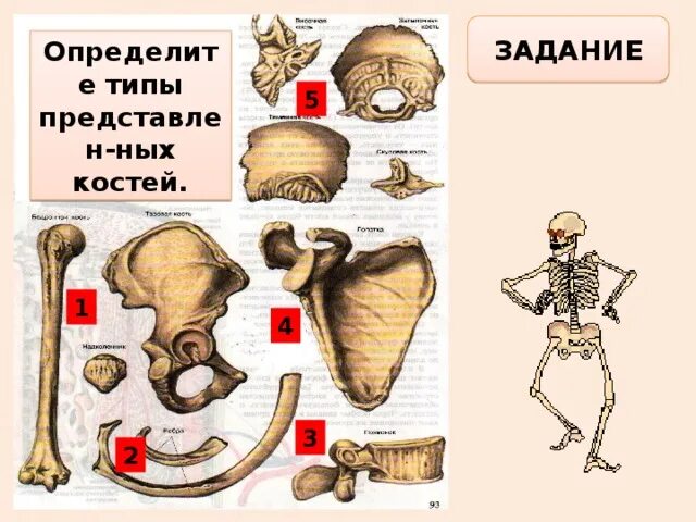 Отличить кость. Типы костей человека. Определили типы костей. Кости человека задания. Типы костей биология 8 класс.