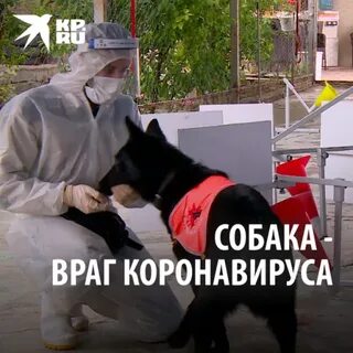 Враги собаки