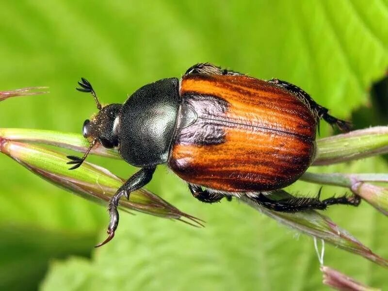 Жук Кузька. Хлебный Жук Кузька. Хлебный Жук (Anisoplia austriaca). Кузька садовый Жук. Жуки б буду