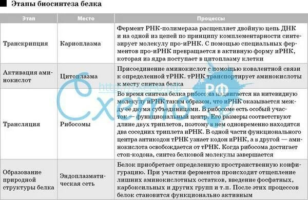 Биосинтез 3 этапа. Этапы биосинтеза белка транскрипция и трансляция таблица. Синтез белка транскрипция и трансляция таблица. Этапы биосинтеза белка таблица.