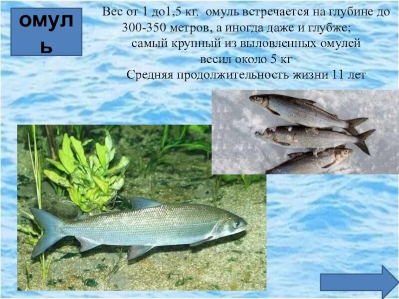 Байкальский омуль описание. Систематика байкальского омуля. байкальский омуль интересные факты. систематика рыб байкала. рыба байкала омуль.