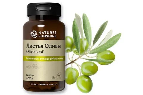Экстракт листьев оливы пикуаль
