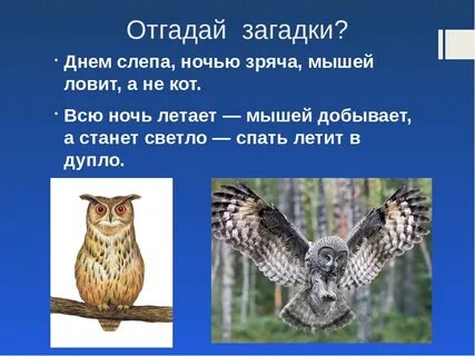 Ответ филин