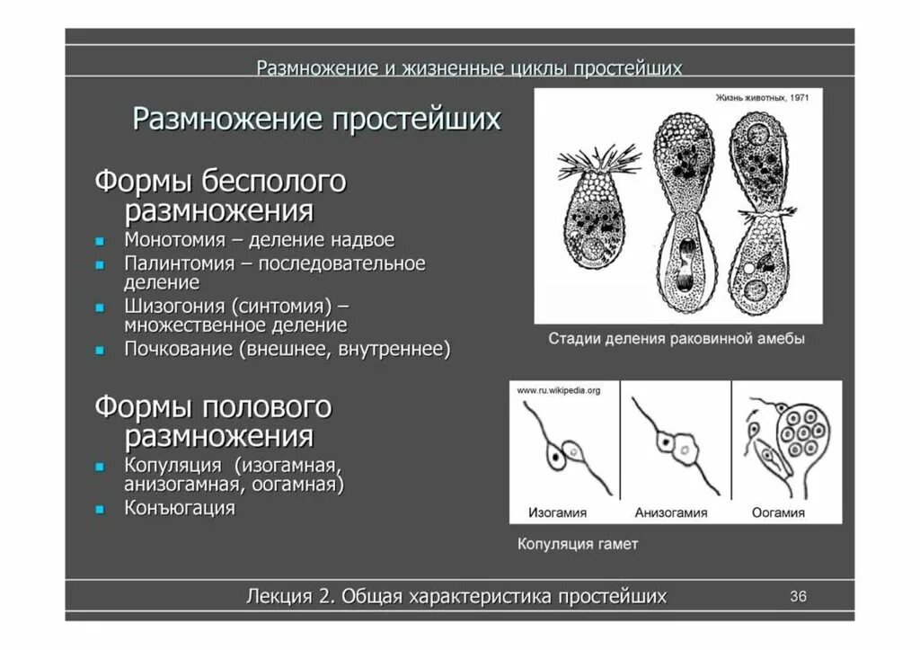 Шизогония и палинтомия. Формы полового размножения конъюгация. Формы бесполого размножения простейших. Размножение простейших конъюгация.