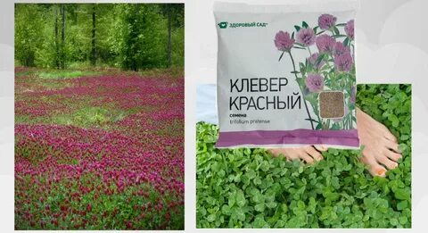 Косим клевер