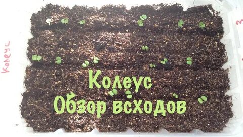 Посев колеуса на рассаду