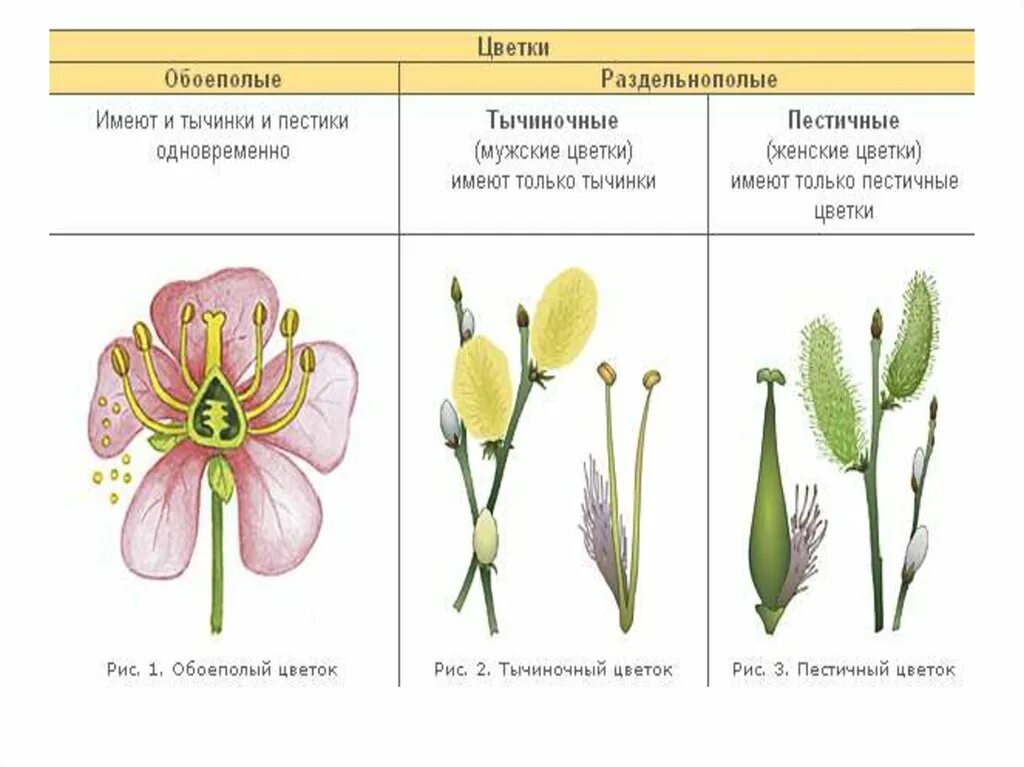 Цветки обоеполые и раздельнополые 6 класс биология. Раздельнополые цветки примеры растений. Однополые и обоеполые цветки однодомные и двудомные растения. Строение цветка, цветки однополые и двуполые. Обоеполым цветком называют